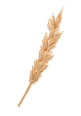 trigo