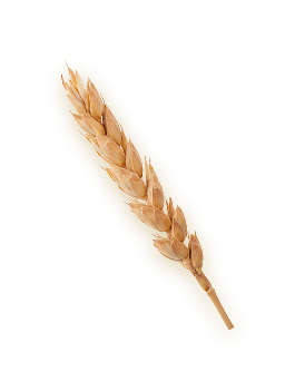 trigo